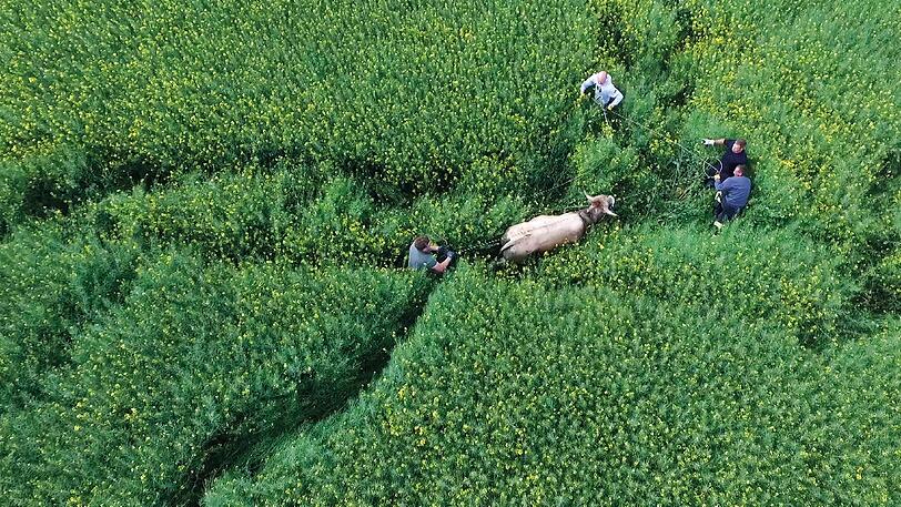 Ein ausgebrochener Stier wird in einem Rapsfeld eingefangen - das Motiv ist Sieger in der Kategorie Umwelt & Energie.
