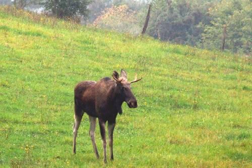 Elch auf einer Wiese in Hessen.