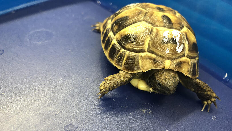 Der Mann wollte diese Schildkröte in seiner Bauchtasche nach Island bringen.