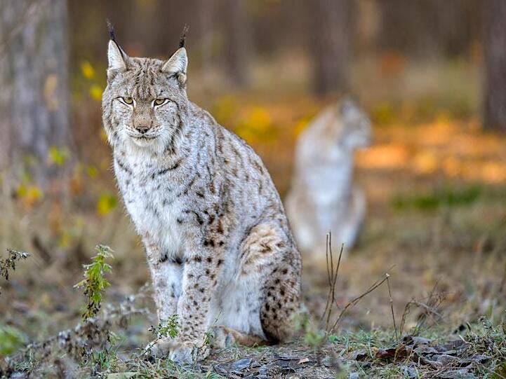 Ein männlicher Luchs wartet auf die Fütterung im Gehege im Wildpark Schorfheide. Foto: Patrick Pleul/zb/dpa