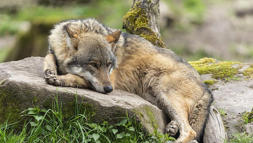 Nicht überall ein gern gesehener Gast: Ein Wolf.