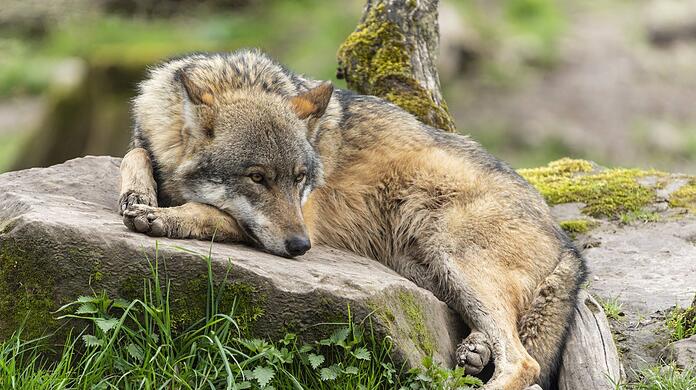 Nicht überall ein gern gesehener Gast: Ein Wolf.