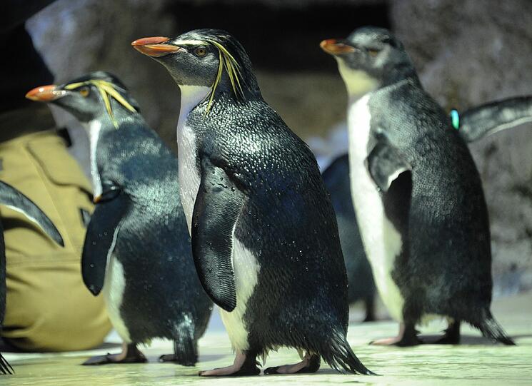 Mit ihren leuchtend gelben Federbüscheln über den Augen sind die neuen Tierpark-Bewohner ein echter Hingucker.