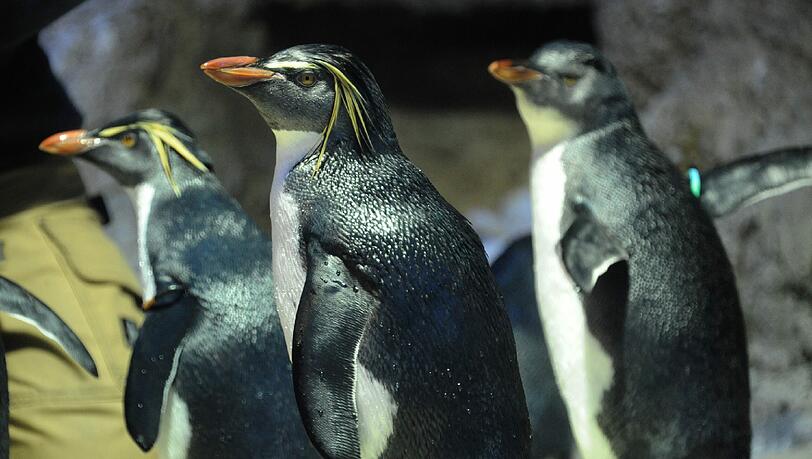 Mit ihren leuchtend gelben Federbüscheln über den Augen sind die neuen Tierpark-Bewohner ein echter Hingucker. Mit ihren leuchtend gelben Federbüscheln über den Augen sind die neuen Tierpark-Bewohner ein echter Hingucker.