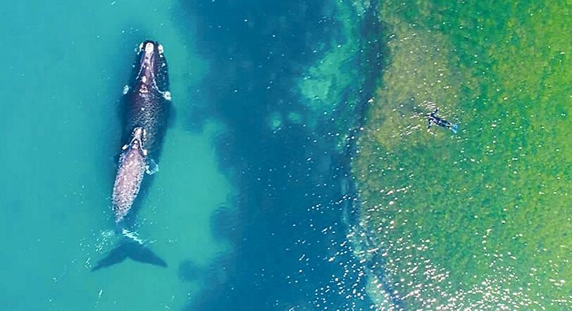 Mit einem Wal schwimmen - aber nur in sicherem Abstand. Gesehen und veröffentlicht vom Nutzer DroneFilmsProject aus Südamerika.