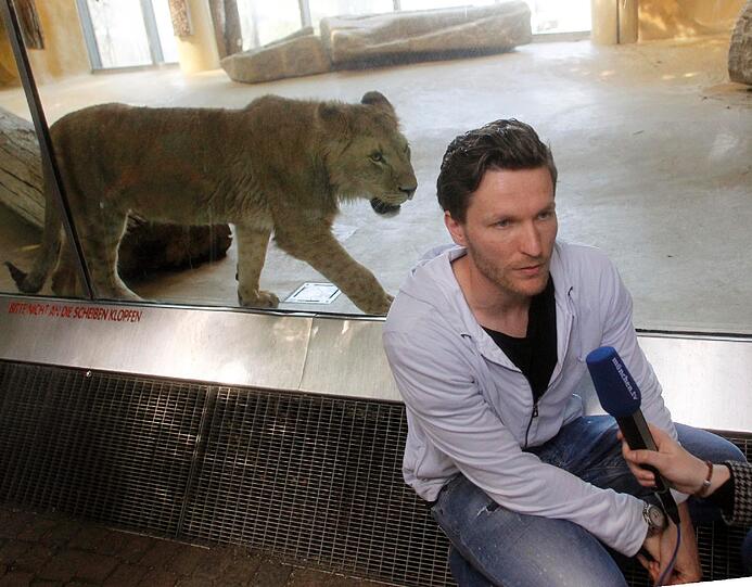 Zwei einjährige Löwenjungs wohnen seit einigen Tagen im Tierpark Hellabrunn. Und der TSV 1860 hat für sie eine Patenschaft übernommen. Klicken Sie durch die besten Aufnahmen von den verspielten Tieren!