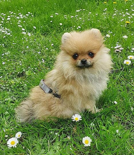 Sammy
