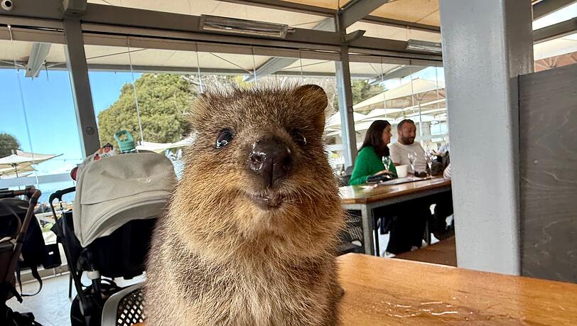 Quokkas gelten wegen ihres "Lächelns" als die glücklichsten Tiere der Welt.