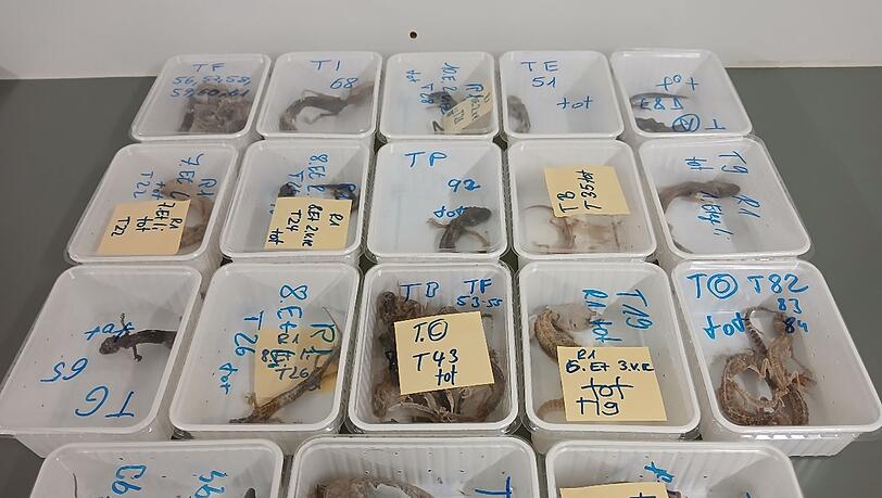 Tote Geckos liegen in Beh&auml;ltern nebeneinander auf einem Tisch. Die Tiere wurden bei einem Reptilienhalter in Unterfranken gefunden.