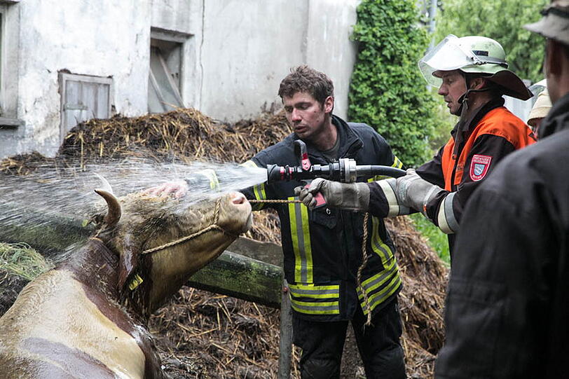 Eine Kuh in Petting musste von der Feuerwehr aus der Güllegrube gehievt werden. Die Bilder.