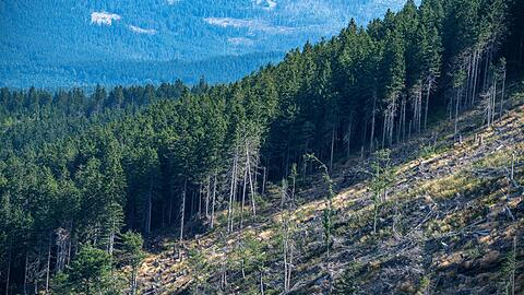 Eine von "Käferbäumen" leergeräumte Fläche im Bayerischen Wald. Um die Vermehrung der Insekten einzudämmen, fällen die Staatsforsten befallene Bäume und transportieren diese ab. (Archiv)