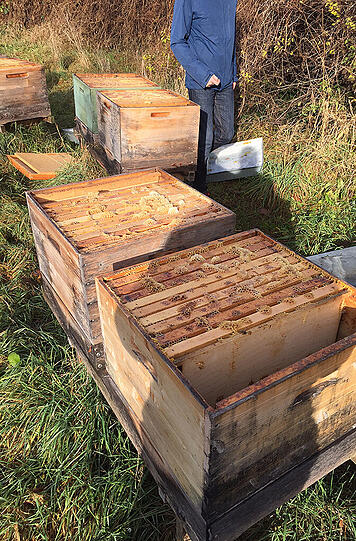 Unbekannte haben in der Nacht Bienenstöcke in Sendling geöffnet. Für die Tiere kann das den Tod bedeuten.