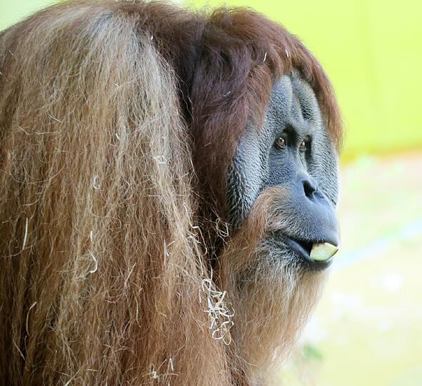 Das Orang-Utan-Baby von Hellabrunn. Die Bilder.