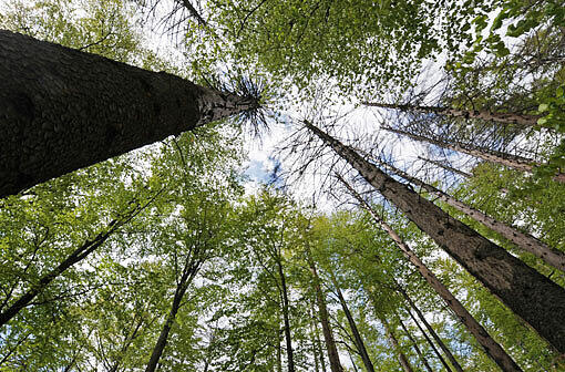 Der Nationalpark Bayerische Wald soll soll ein Geschwisterchen erhalten.