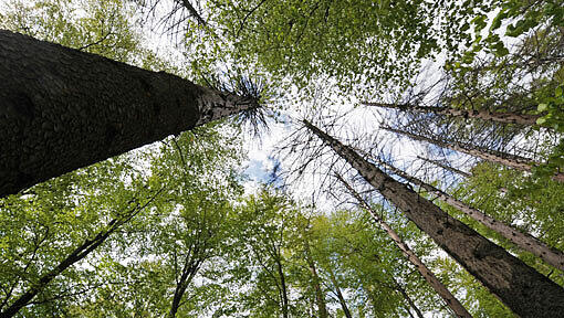 Der Nationalpark Bayerische Wald soll soll ein Geschwisterchen erhalten. Der Nationalpark Bayerische Wald soll soll ein Geschwisterchen erhalten.