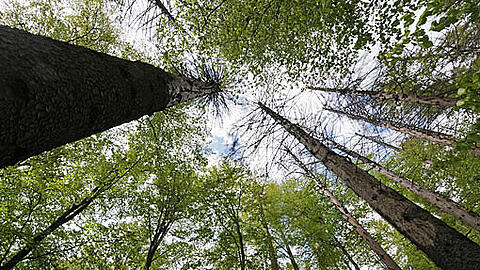 Der Nationalpark Bayerische Wald soll soll ein Geschwisterchen erhalten.