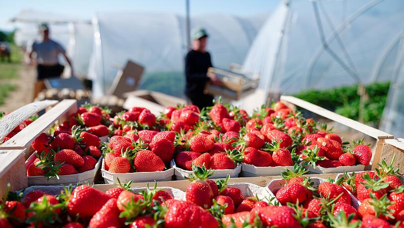 Verbraucher k&ouml;nnen aktuell besonders g&uuml;nstig Erdbeeren kaufen. (Archivbild)