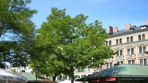 Der Viktualienmarkt könnte zum Weltkulturerbe werden. Der Viktualienmarkt könnte zum Weltkulturerbe werden.