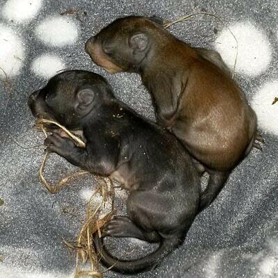 Hanni und Nanni, die beiden überlebenden Eichhörnchen-Babys, sind erst wenige Tage alt.