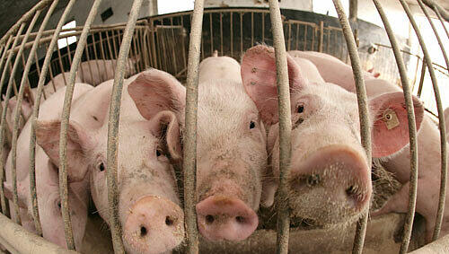 Ein freilaufendes Schwein verursachte einen Schaden von ca. 28.000 Euro.