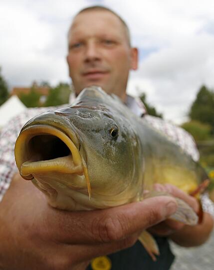 Karpfen sind die Stars auf der Fischerntewoche in Dinkelsbühl.
