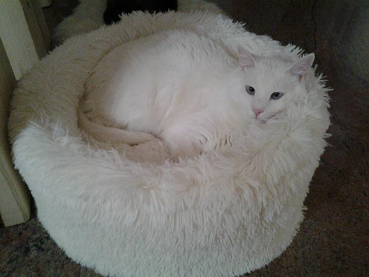 Yuki Schnee