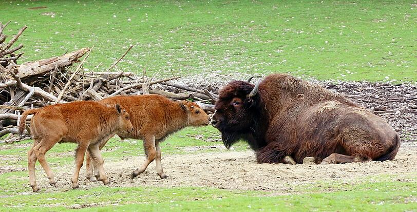 Peterle und Päuschen sind die neuen Besucher-Lieblinge im Tierpark Hellabrunn.