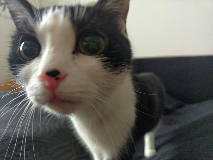 Mausi