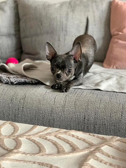 Ginni