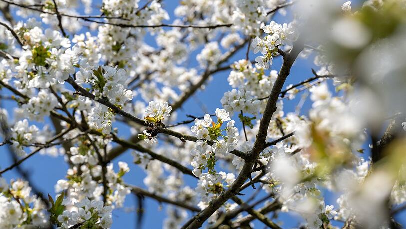 Der Fr&uuml;hling setzt sich langsam auch in Bayern durch (Archivbild).