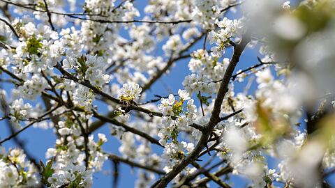 Der Fr&uuml;hling setzt sich langsam auch in Bayern durch (Archivbild).