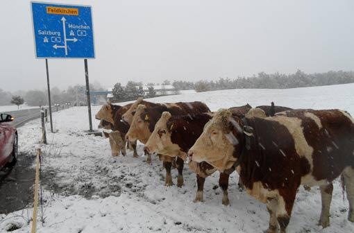 Sie finden den frühen Wintereinbruch offenbar nicht besonders erfreulich.