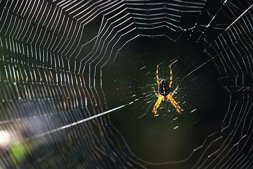 Eine Kreuzspinne im Netz - perfekt illuminiert.