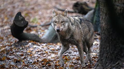 Der Wolf ist in Deutschland ein streng geschütztes Tier. (Symbolbild)