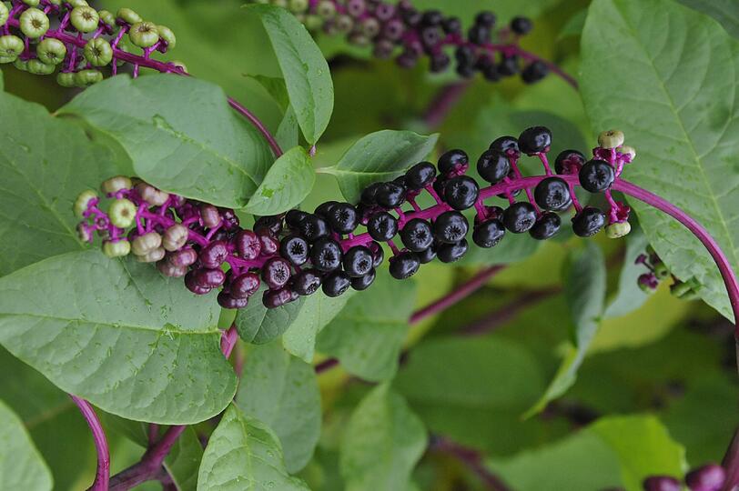 Die Kermesbeere, Phytolacca americana,  sieht sehr lecker aus, enthält jedoch unter anderem Saponine und ist daher etwas giftig. Wegen ihrer Farbe wurde die Frucht früher zum Schönen (Färben) des Rotweins genutzt.