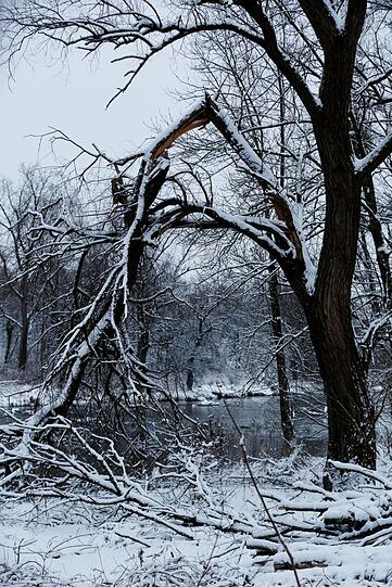 Schneebruch: zu schwer die Last.