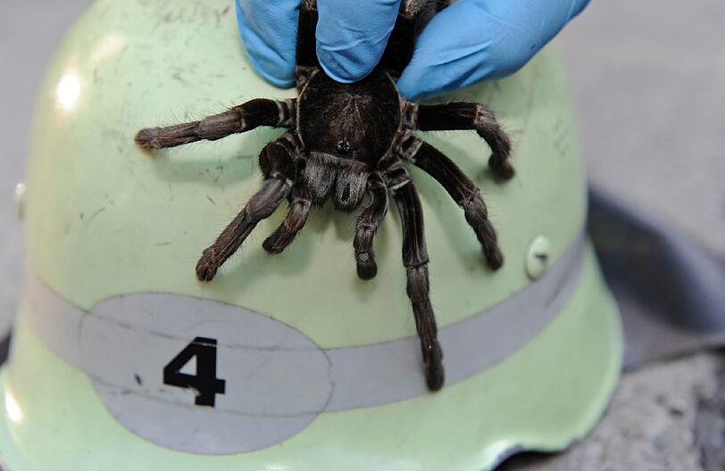 Ungebetener Gast: Ein Mann findet in seiner Wohnung diese Vogelspinne und ruft die Feuerwehr