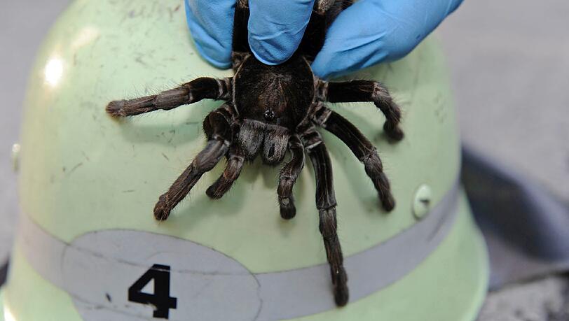Ungebetener Gast: Ein Mann findet in seiner Wohnung diese Vogelspinne und ruft die Feuerwehr Ungebetener Gast: Ein Mann findet in seiner Wohnung diese Vogelspinne und ruft die Feuerwehr