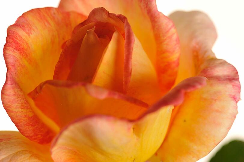Die Rosenschau zeigt die vielen Facetten dieser Blume.
