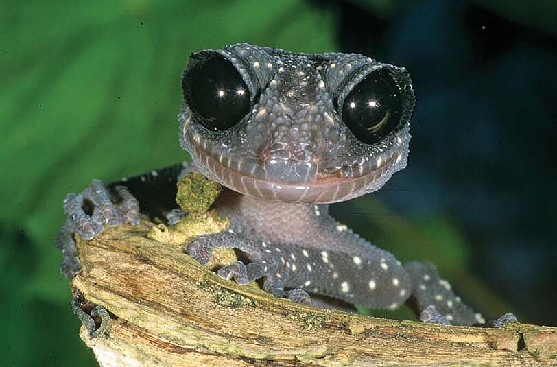 Ein Riesenaugengecko aus Madagaskar.