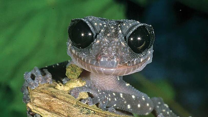 Ein Riesenaugengecko aus Madagaskar. Ein Riesenaugengecko aus Madagaskar.
