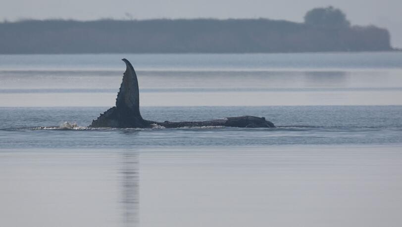 Der Buckelwal liegt seit mehreren Tagen vor der Insel Poel fest.