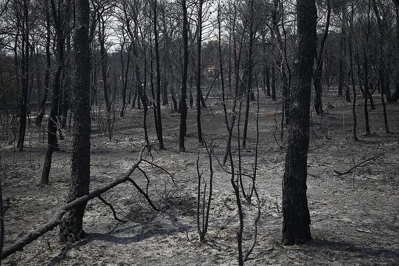 Athen: Bäume die bei den Waldbränden verbrannt wurden sind in der Region Varibobi zu sehen.