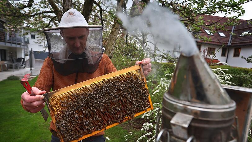 Ein Hobby-Imker nimmt in seinem Garten Bienenwaben aus einem Bienenstock.