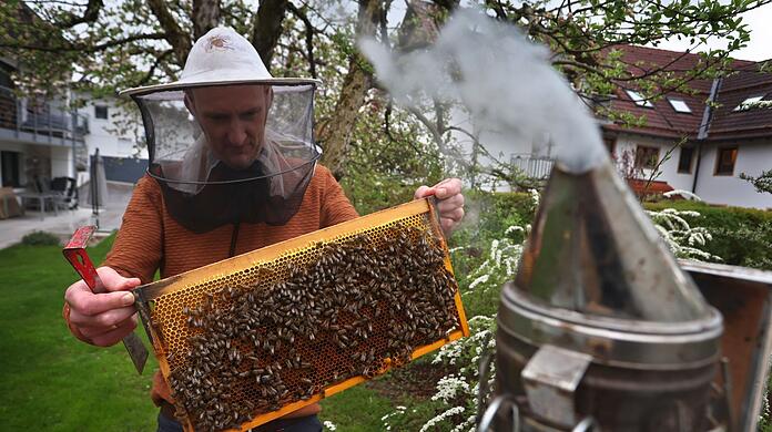 Ein Hobby-Imker nimmt in seinem Garten Bienenwaben aus einem Bienenstock.