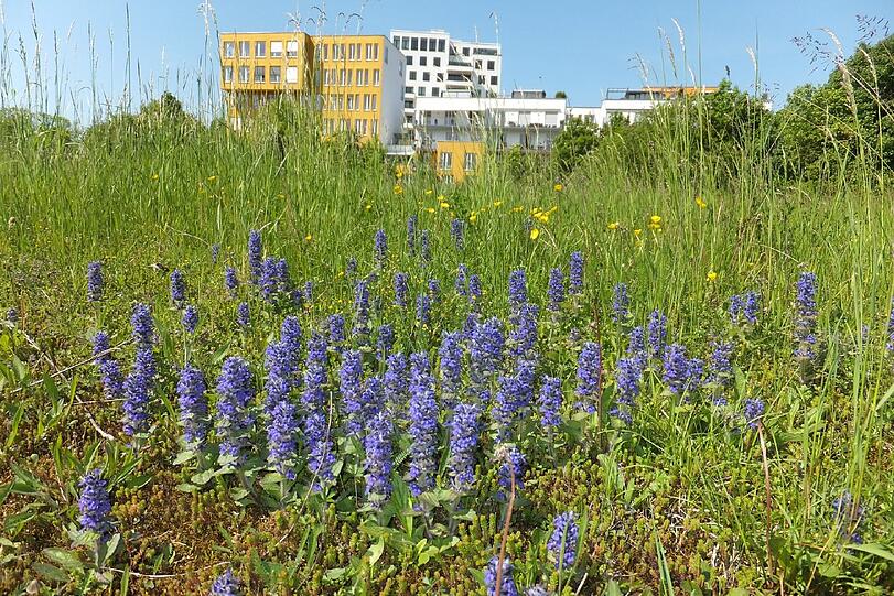 Das Biotop am Ackermannbogen.