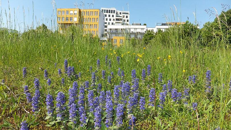 Das Biotop am Ackermannbogen. Das Biotop am Ackermannbogen.