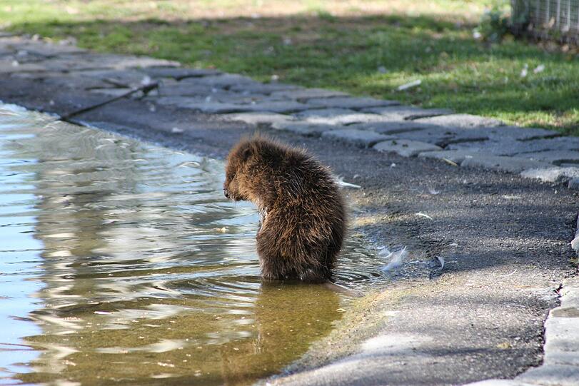 Im Teich ist genug Platz für zwei.