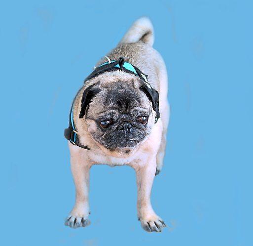 Mops Rüdiger. Noch leben die Riemer Hunde im alten Hundehaus. Und da ist es zur Zeit ziemlich eng.