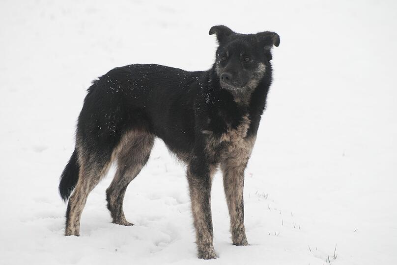 Das Fahndungsfoto: Die Hündin schaut ein bisschen aus wie ein kleiner Wolf.